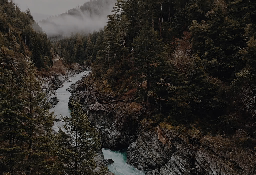 River Flowing Through Forest